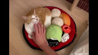 あんみつ猫を愛でるメンタリストDaiGo