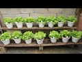 The solution to growing lettuce for the family grows quickly and requires little care