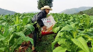 种烟来钱很快，但是也非常辛苦！小高抬一捆感觉分量巴适得很哦！