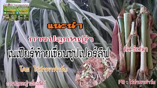 #ท้ายเขื่อน #หญ้า #ไร่คำพาฟาร์มแนะนำวิธีการปลูกหญ้า เนเปียร์ท้ายเขื่อนซุปเปอร์ลีฟ