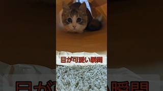 上目遣いすると目が大きくて可愛い猫