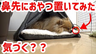 【ドッキリ】寝てる愛犬の鼻先におやつを置いたら起きるのか！！！ １歳ポメラニアンのこむぎ 検証