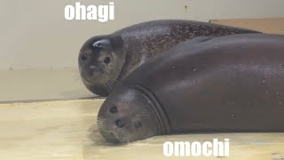 アザラシ3兄弟の楽しい日常🦭🦭🦭three seal brothers