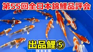 【全部撮る！】第55回全日本総合錦鯉品評会 2025【出品鯉】