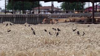 Tricolored Blackbird Colony at California Dairy