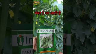 तुरई (नेनुआ) की TOP– 3 वैरायटी | Hybrid seeds top class