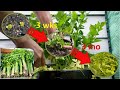 How To Grow & Cook Your Own Chinese Celery | Free Organic Vegetables!