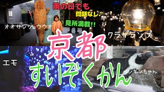 【京都水族館】【雨の日】オオサンショウウオ、クラゲランプでインスタ映え♪アザラシ、ペンギンに癒される♪