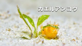 カエルアンコウ・マクロダイブ・沖縄ダイビング