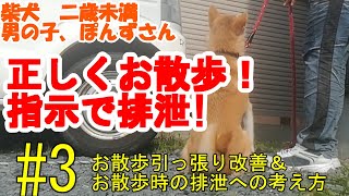 お散歩中のおトイレ方法＆お散歩引っ張り改善　柴犬ぽんず　30日間お預かり