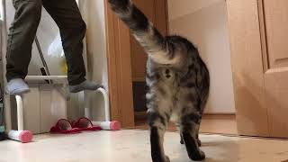 猫と一緒に月間チャレンジ【1007日目】バーピー\u0026ぶら下がり