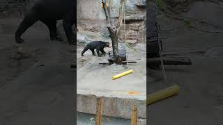 モデルウォークでおはようございマーサ　天王寺動物園のマレーグマ　23.4.26 10:29