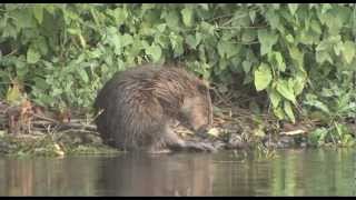 Etende bevers, eating beavers, castor fiber