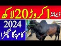 Demand 1 Crore 20 Lac ❤️‍🔥 2024 Ka Heavy Bull 💥 | Multan Mandi K Bachray 🔥 | Universal Topics