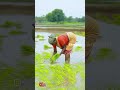 💚💚🌾🌾🙏🏻 #vevasayam #sivagangai