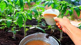 Tomatoes Will Overwhelm You With Harvest Very Early! Just Pour It On Tomatoes!