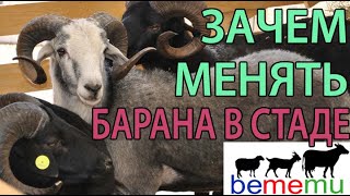 Зачем менять барана в стаде. БеМеМу. Продажа овец и баранов.