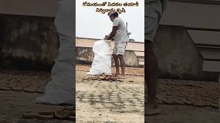 స్వచ్ఛమైన దేశి గోవు పిడకలు#cow based#cow dung#pure desi#agriculturalsystem #farming #orgnaicfarming