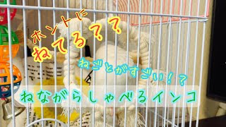 【セキセイインコ】寝言がすごい。寝ながらこんなにしゃべる？？セキセイインコ　アルビノ