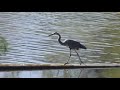 the great blue heron facts mini documentary