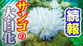 南の島のミスワリン 159回放送分