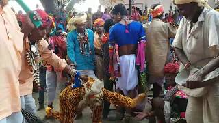 2017 kalinjar Gavri tiger Rajasthan👀👅