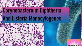 Corynebacterium Diphtheria SIMPLE INTRO with HIGH YIELD facts part 1