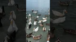 Feeding the ducks #animals #animallover #nature #naturelovers #ducks #feeding #racing #sounds