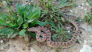 Spalerosophis diadema snake.Rishon Le Zion Israel.March 2020