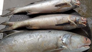 🔴 Ikan Laut - Ikan Senangin Vs Kurau # IkanLaut #DaerahRiau