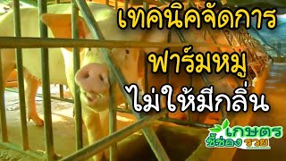 รายการเกษตรอินทรีย์ชี้ช่องรวย EP157เปิดสูตรทำฟารม์เลี้ยงหมูง่ายๆแบบไหน?ปลอดกลิ่นปลอดโรคหมดปัญหาฯ