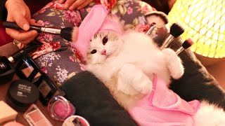 Top-Tier Celebrity Makeup Artist Does My Cat's Makeup. | Cat Spa ASMR