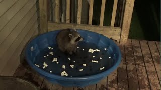 New Swimming Pool for Raccoon Babies