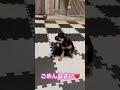 生後2ヶ月の頃。黒柴ひなたくん＃柴犬 子犬 dog