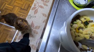 【ココグルメ】ご飯待ちの愛犬がソワソワしててかわいいw