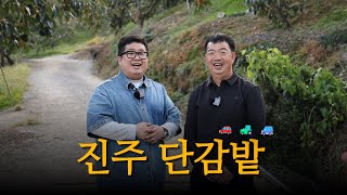 진주 단감밭