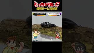 【どっちが強い!?最強チーム決戦編 】決勝リーグ第3試合アルキデスヒラタクワガタvsダイオウヒラタクワガタ #shorts