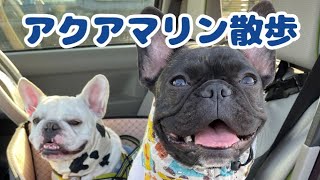 アクアマリンお散歩🐷🐷お友達に会えて嬉しいね(^▽^)/【フレンチブルドッグ】【Frenchbulldog】