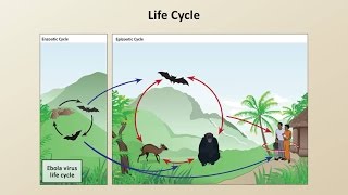 Ebola - Transmission, Symptoms, Diagnosis, and Treatment