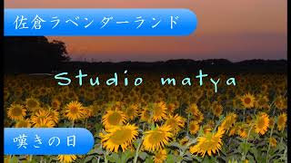 day of mourning  嘆きの日　Studio matya  佐倉ラベンダーランド　＃ひまわり　＃オリジナル曲　＃佐倉ラベンダーランド