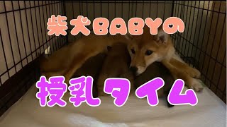 【超貴重】なかなか見られない、柴犬の授乳タイム