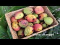 mango flowers in october