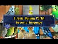 8 Jenis burung parkit beserta harganya