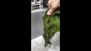 Freshwater Algae Scrubber - New Record algae collection in 2 weeks.