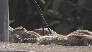 Gilheri or squirrel couple sunbathes in winter afternoon || Cute urban rodents