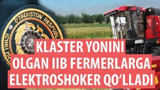 Hokim va klaster tandemi. Yerini klaster olib qo‘ygan 14 fermer Toshkentdan ham najot topmadi