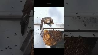 Honey Buzzard Eagle Nightmare of Bees 🥶