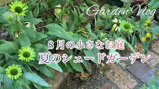 【ガーデニングVlog】８月下旬の小さなお庭／半日陰でも育つおしゃれな植物／晩夏のシェードガーデン／新しい土地の様子