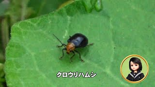 30秒の心象風景28473・アレチウリの葉に～クロウリハムシ～