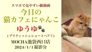 【完全版】　🐱ゆうゆ🐱　猫カフェMOCHA池袋西口店　(ブリティッシュショートヘア♀)　2024/1/1 撮影分　#日替わり猫カフェにゃんこ